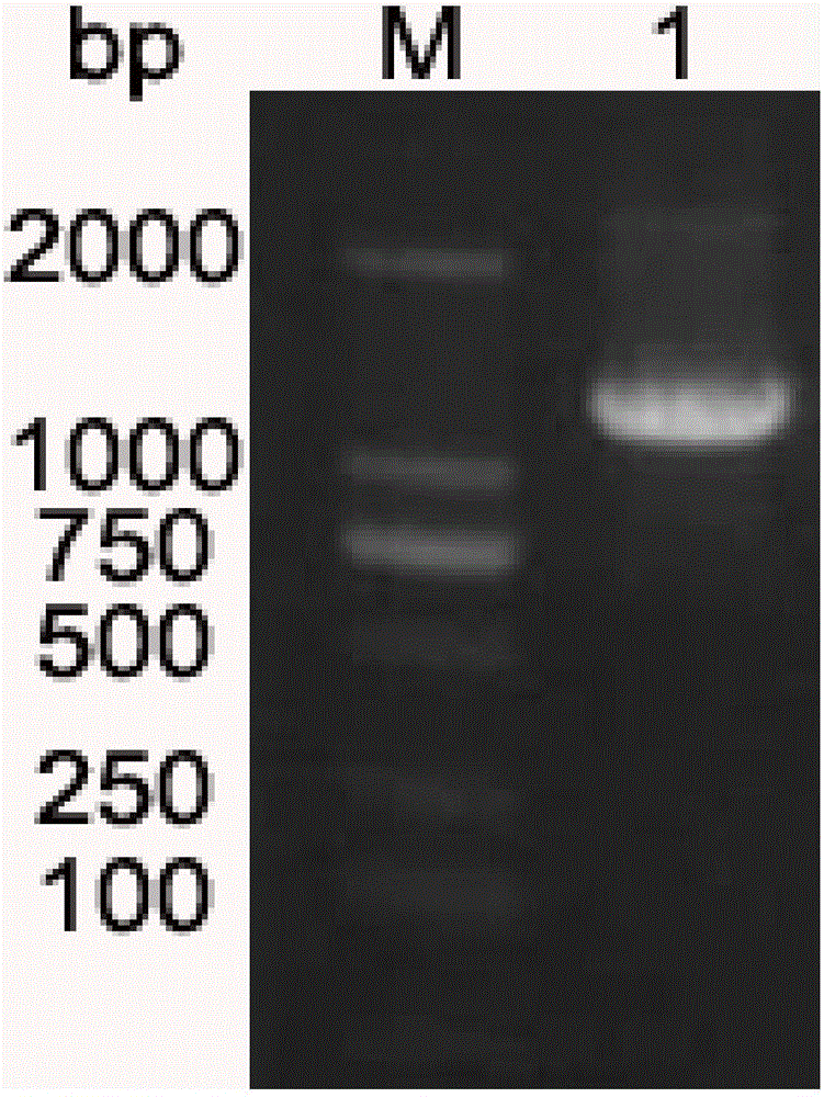 Escherichia coli DNA photolyase and construction method thereof