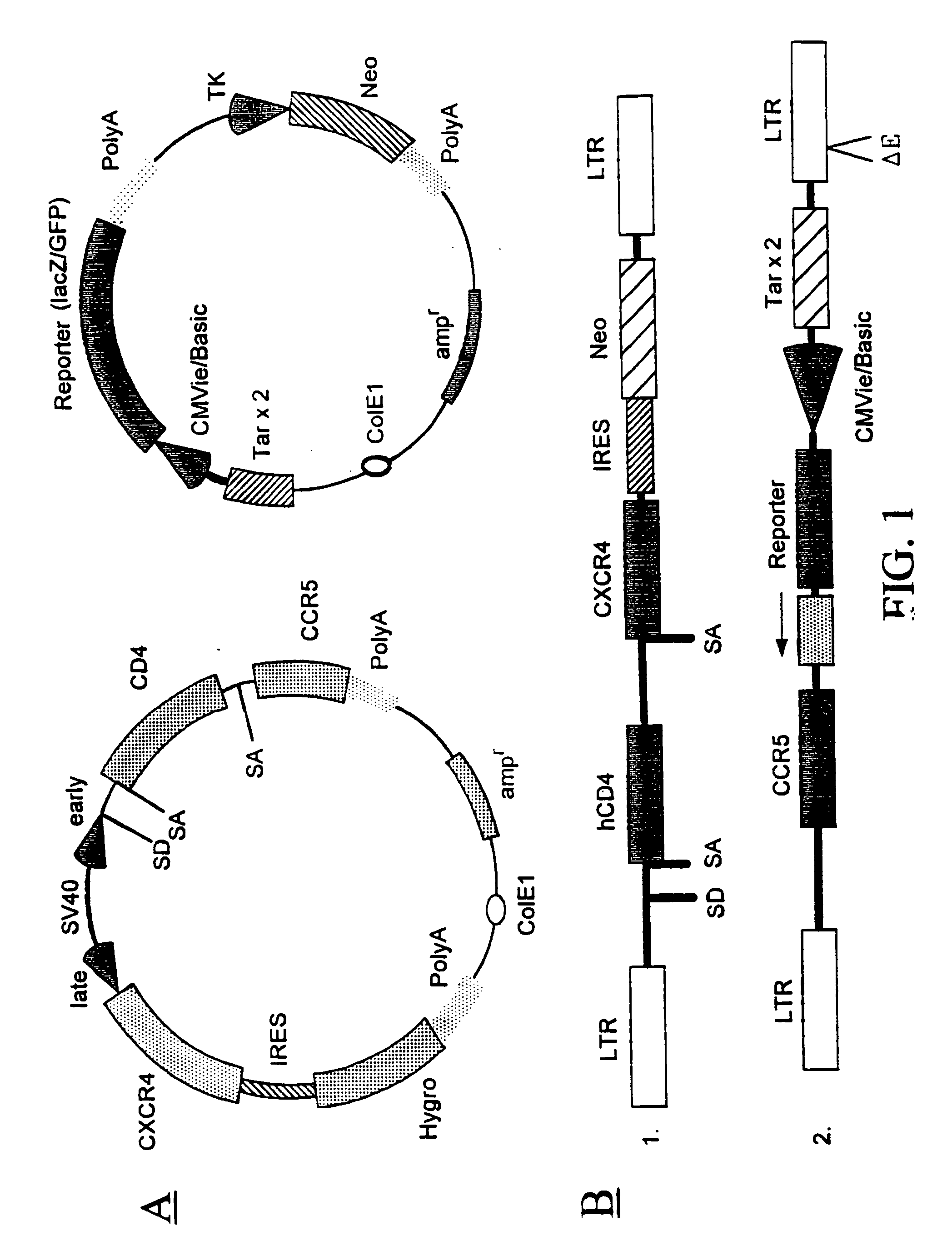 Method for testing drug susceptibility of HIV