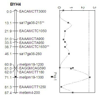 Molecular marker of content of soluble sugar in August red pear fruit