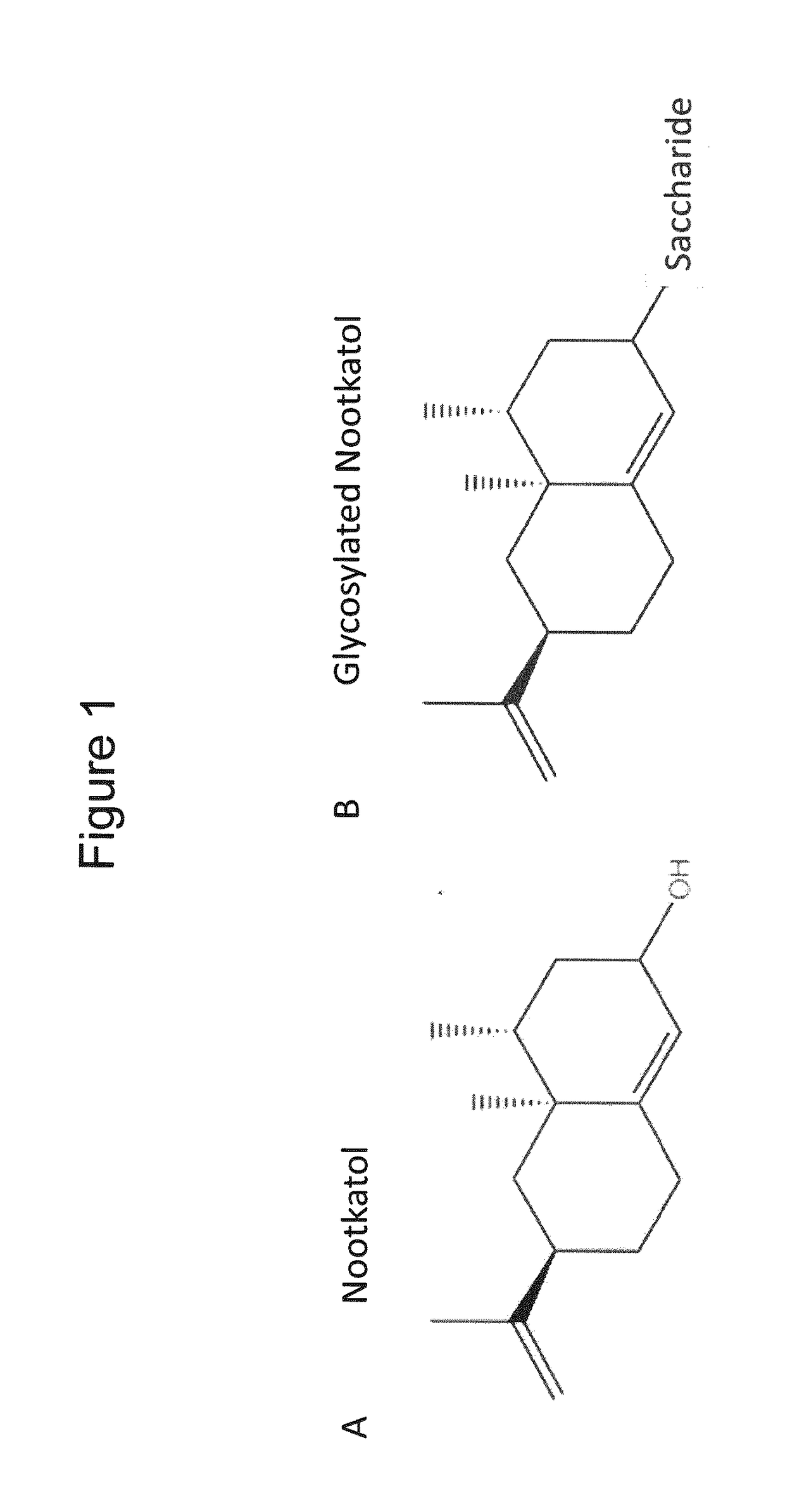 Production of Glycosylated Nootkatol in Recombinant Hosts