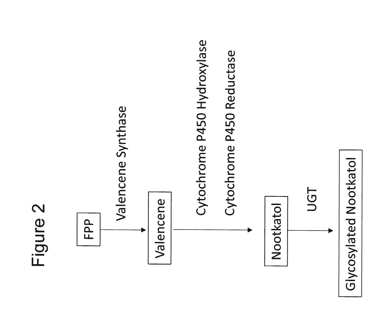 Production of Glycosylated Nootkatol in Recombinant Hosts