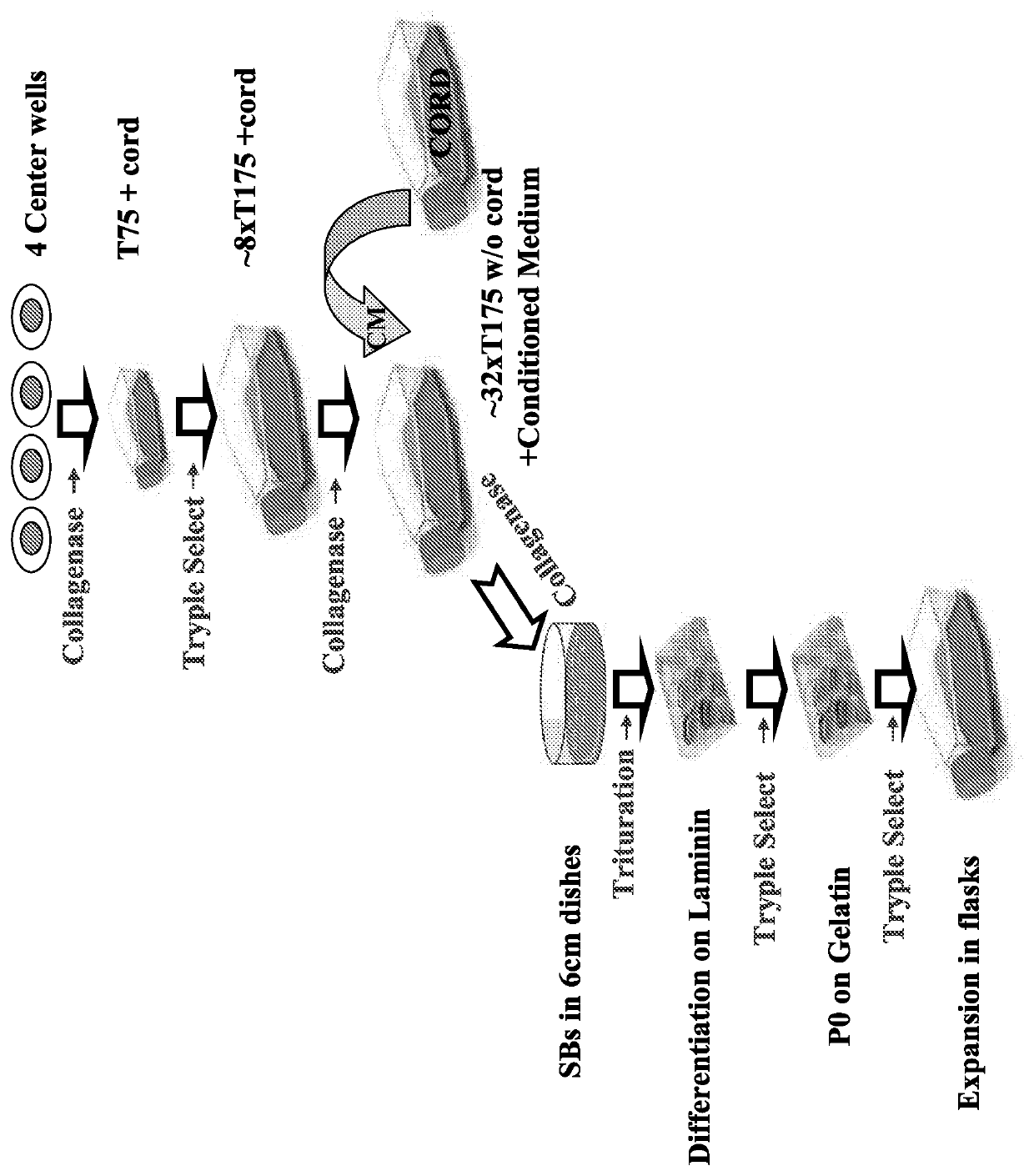 Large scale production of retinal pigment epithelial cells