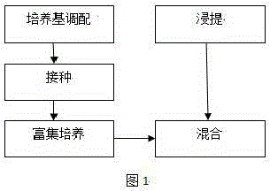 Compound biological insecticide capable of preventing and treating prodenia litura