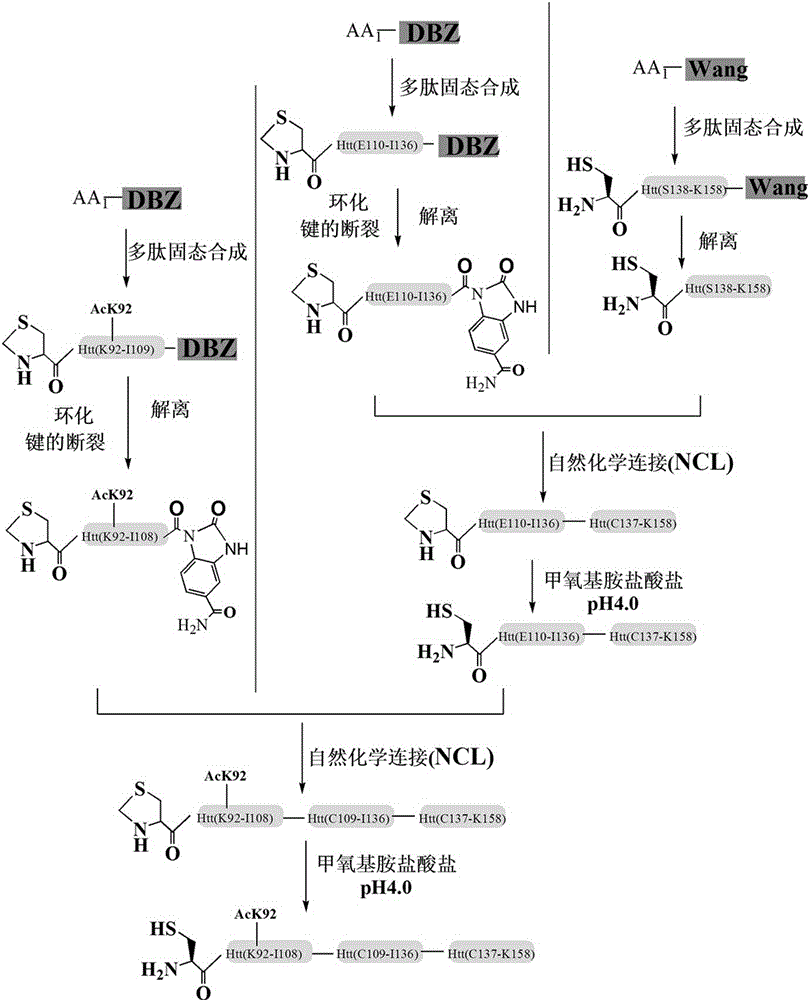 Acylation modification method of hungtintin