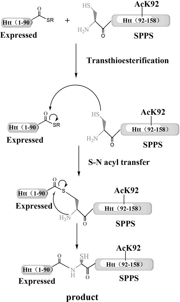 Acylation modification method of hungtintin