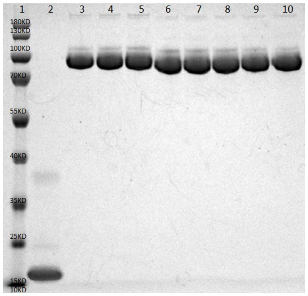 A kind of human interleukin 10-fc fusion protein and its medical application