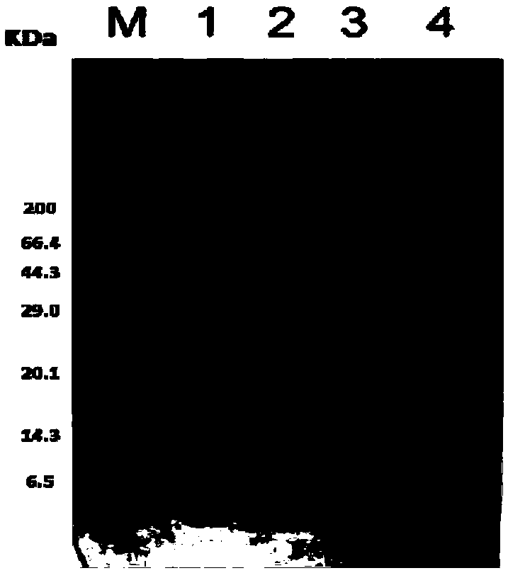 Recombinant virus-like granule and preparation method and application thereof