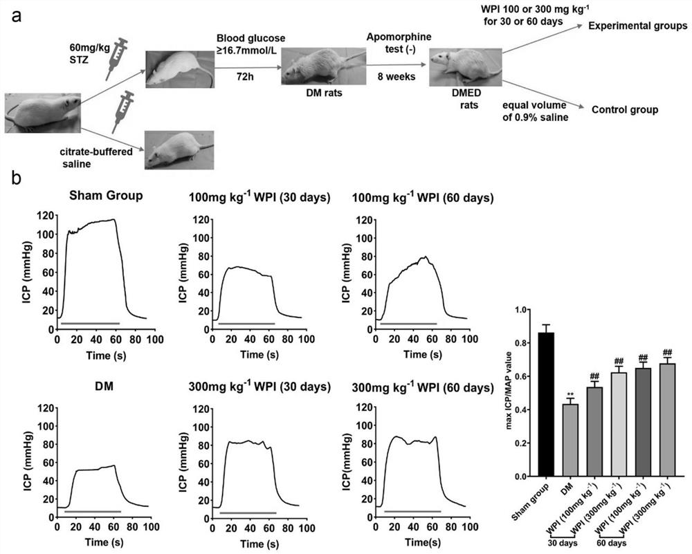 Application of cr-wpi in the treatment of erectile dysfunction