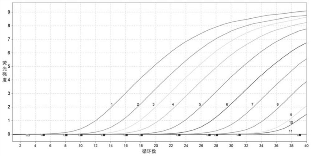 Avian reovirus TaqMan MGB probe real-time fluorescent quantitative PCR detection kit and application thereof