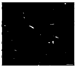 Preparation method of sisal hemp cellulose nanowhisker/polylactic acid biological composite material