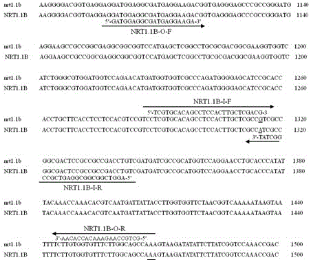 Molecular marker identification method of paddy high nitrogen use efficiency gene