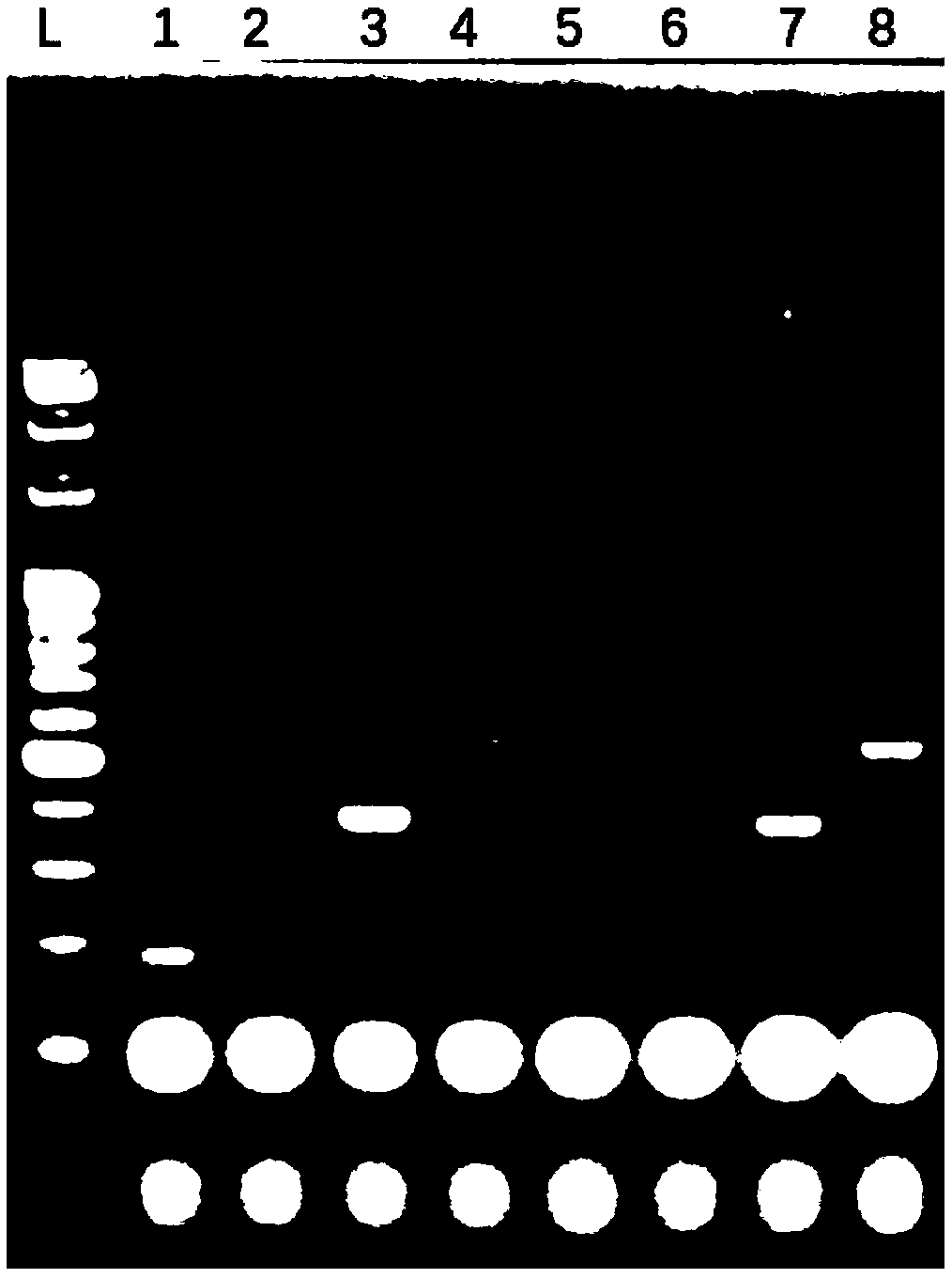 Sequence composition and kit for detecting mutation of human EGFR gene