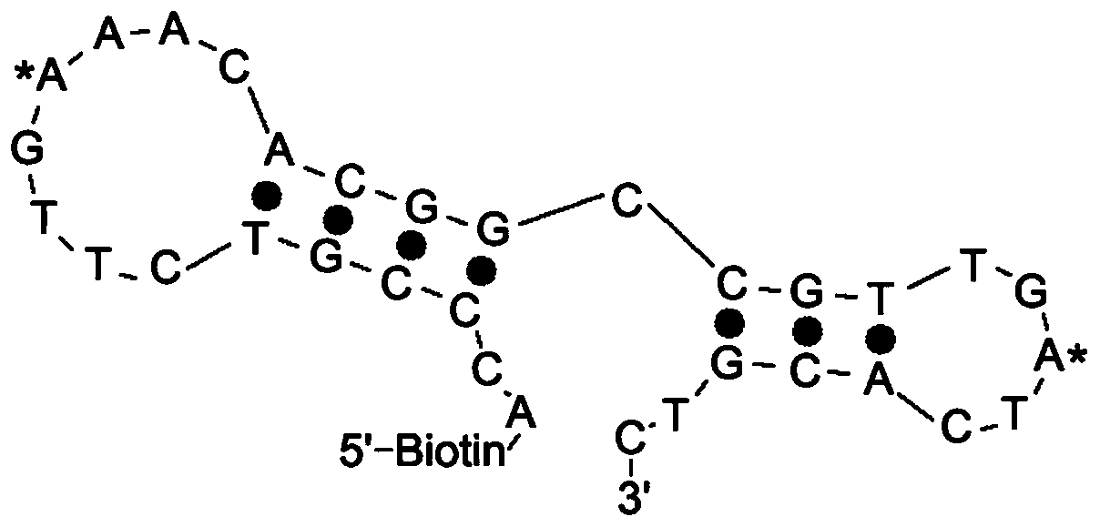 Probe for capturing RNAm&lt;1&gt;A modified binding protein and method thereof