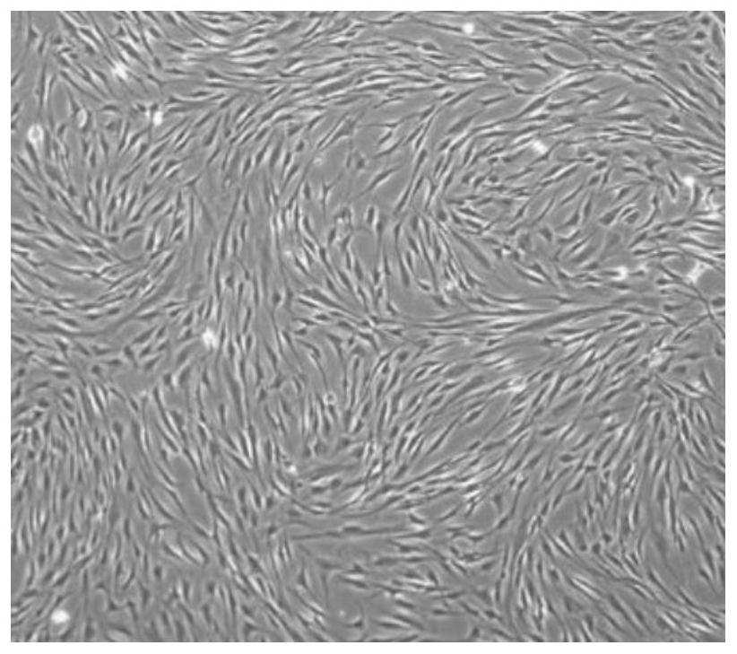 Application of FABP4 in promoting proliferation and osteogenic differentiation of mesenchymal stem cells