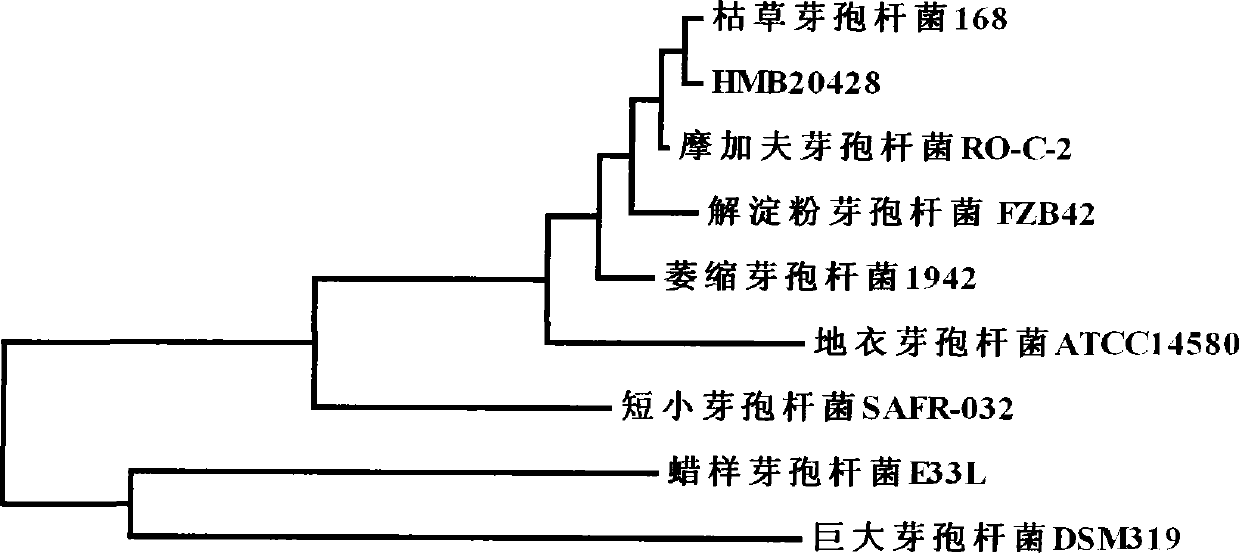 Bacillus subtilis for preventing and treating cucumber ampho disease, and microbial agent thereof