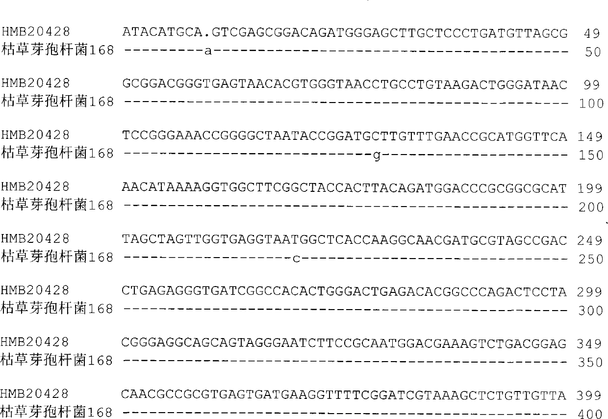 Bacillus subtilis for preventing and treating cucumber ampho disease, and microbial agent thereof