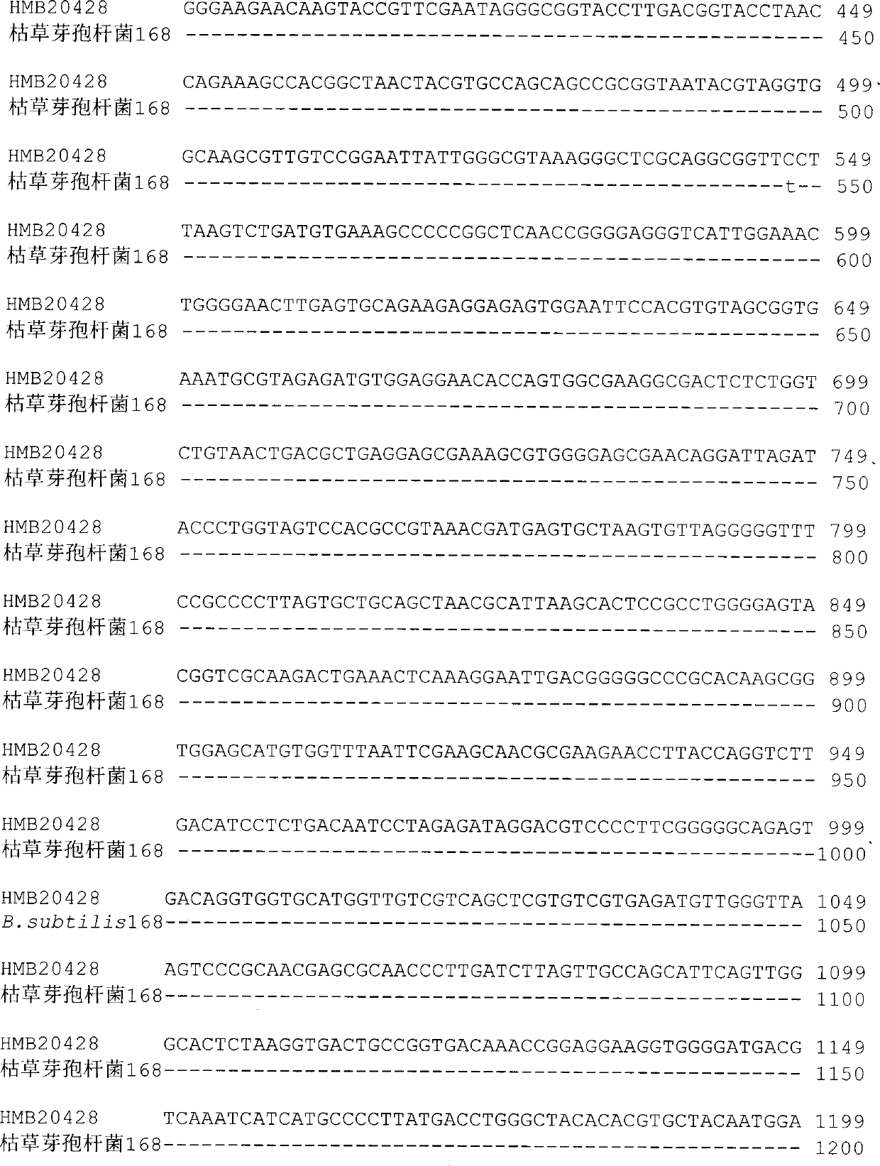 Bacillus subtilis for preventing and treating cucumber ampho disease, and microbial agent thereof