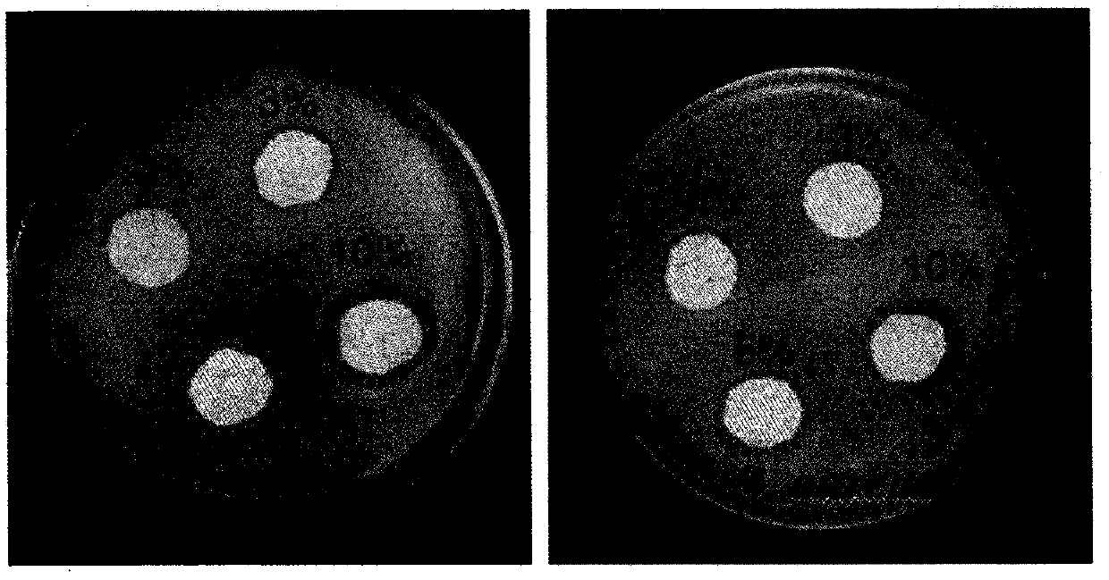 A kind of preparation method of silver-loaded nanocellulose-chitosan composite film