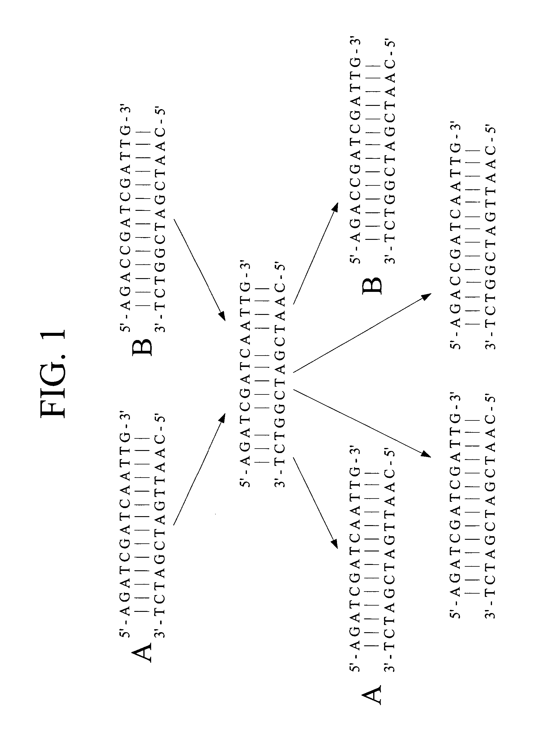 Polynucleotide sequence variants