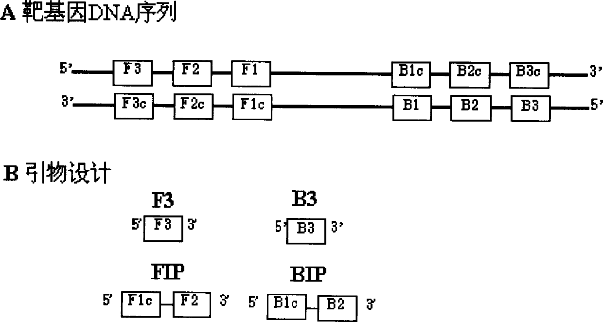 Method for rapidly detecting main pathogenic bacteria, namely vibrio splendidus of sea cucumber skin disease