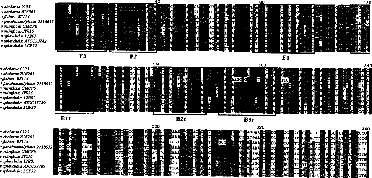 Method for rapidly detecting main pathogenic bacteria, namely vibrio splendidus of sea cucumber skin disease