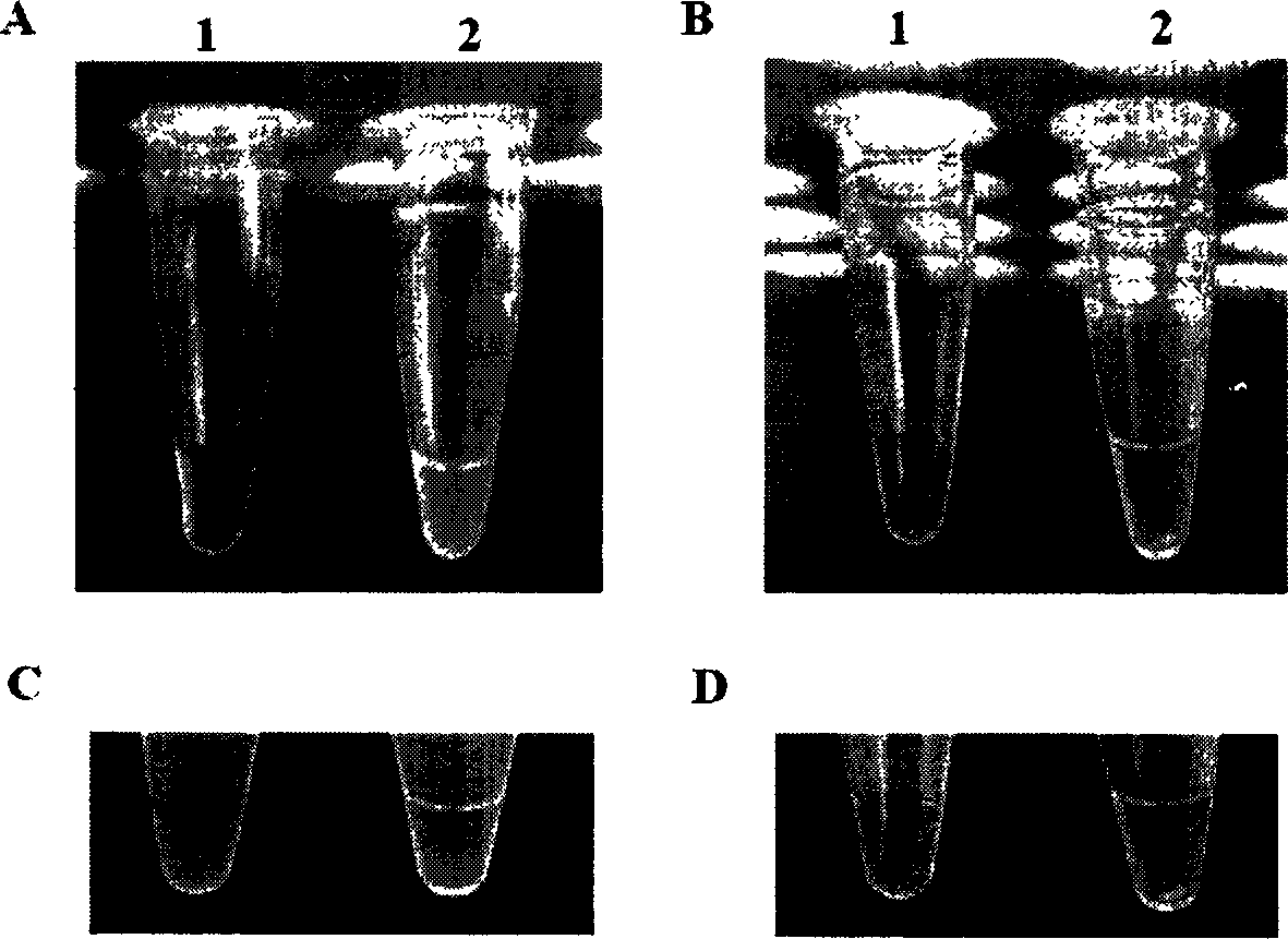 Method for rapidly detecting main pathogenic bacteria, namely vibrio splendidus of sea cucumber skin disease