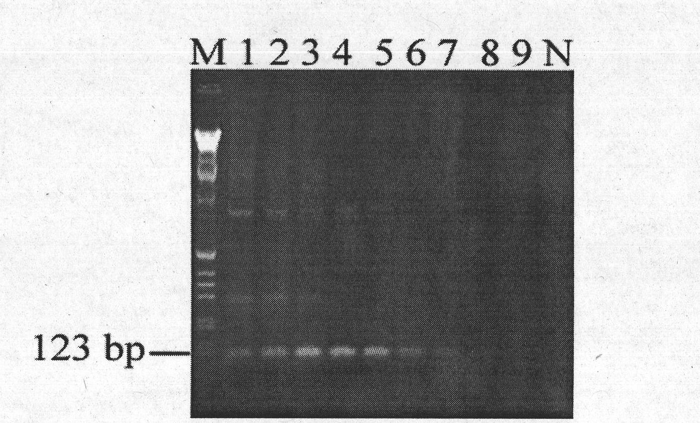 RT-PCR (Reverse Transcription-Polymerase Chain Reaction) detection kit and method for prawn infective muscle necrosis virus by one-step process