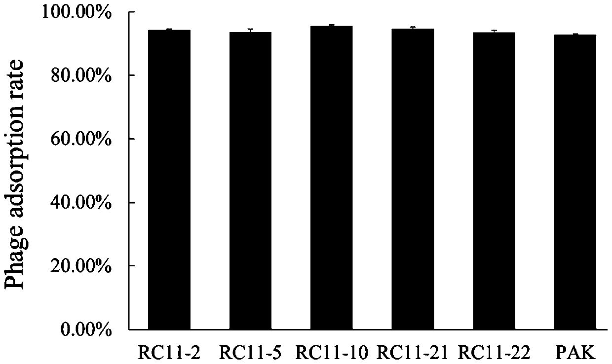 Genes related to Pseudomonas aeruginosa and phage infection and their application