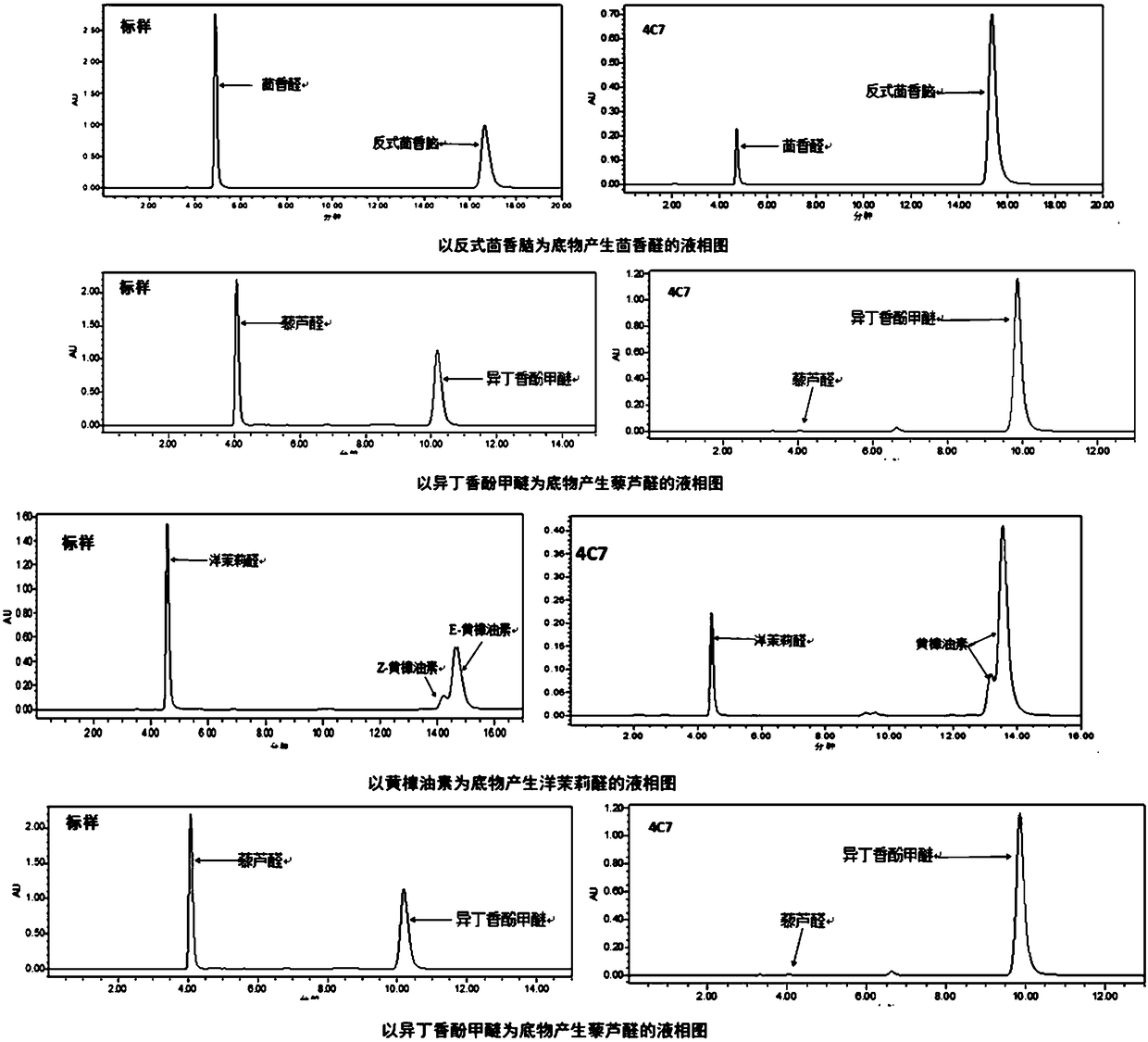 Trans-anethole oxygenase mutant, and mutant strain