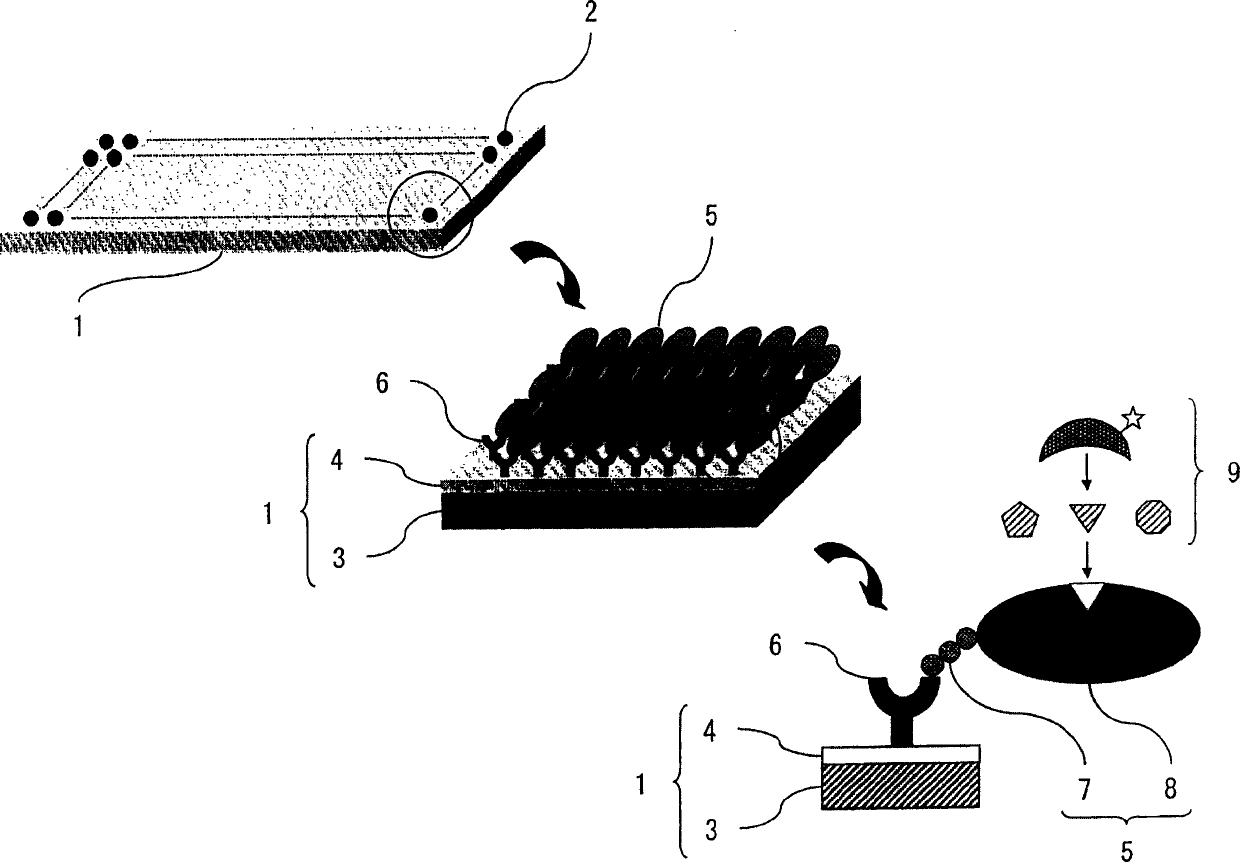 Anti-tag antibody chip for protein interaction analysis