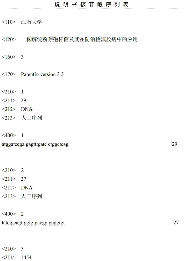 Bacillus amyloliquefaciens and application thereof in preventing and controlling peach bleeding disease