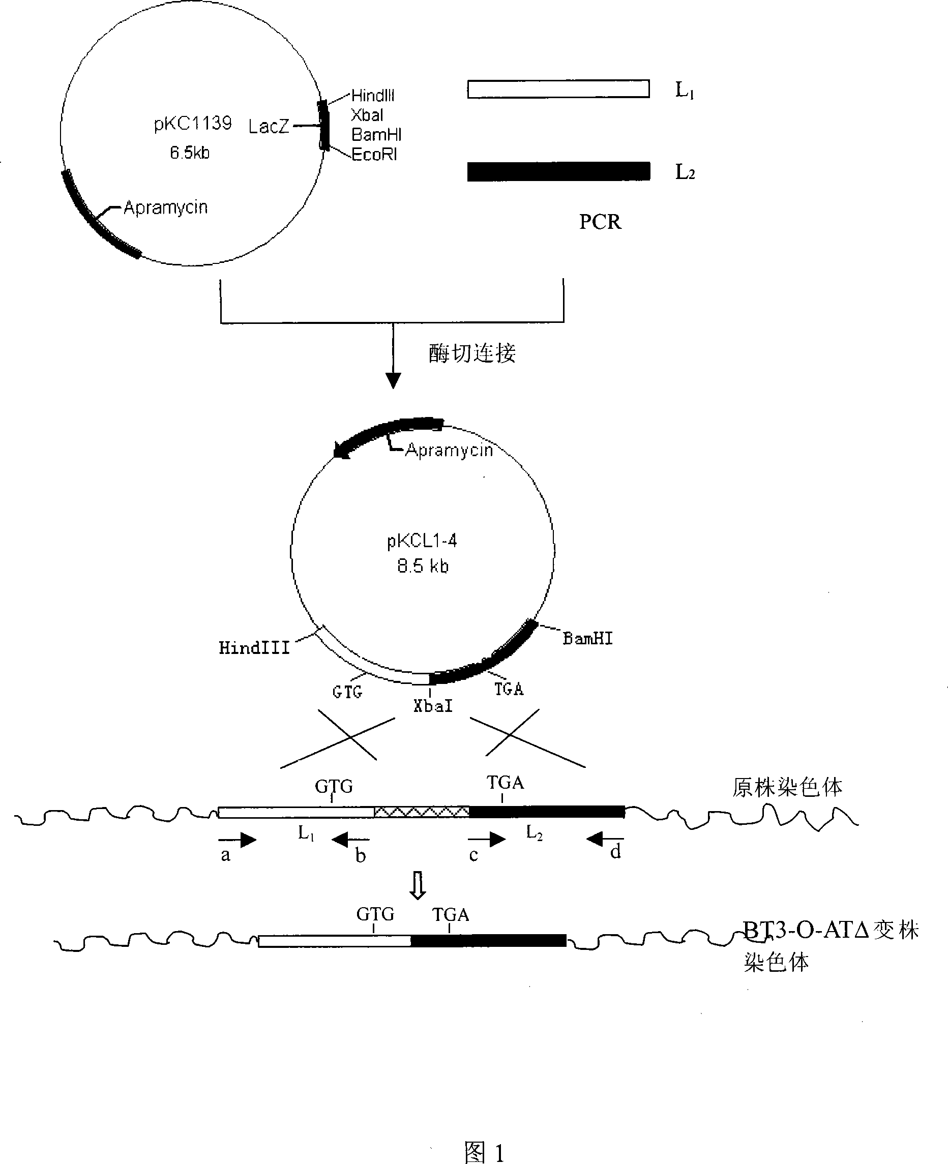 Construction of isovalerylspiramycin I gene engineering strain