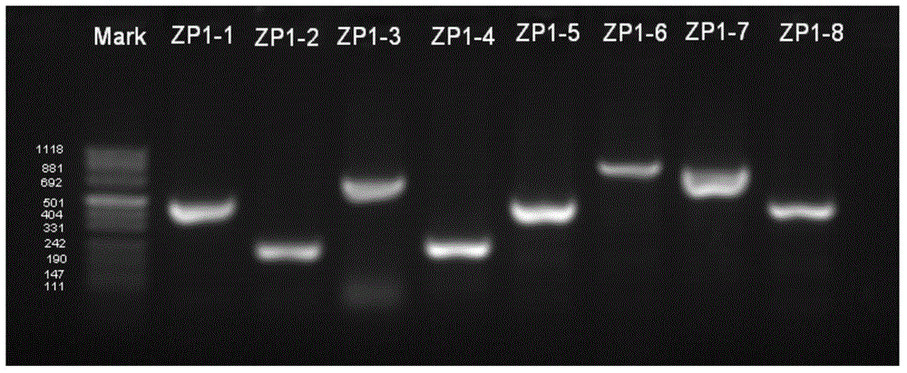 Mutated human zona pellucida protein 1, mutant gene, detection methods and applications thereof