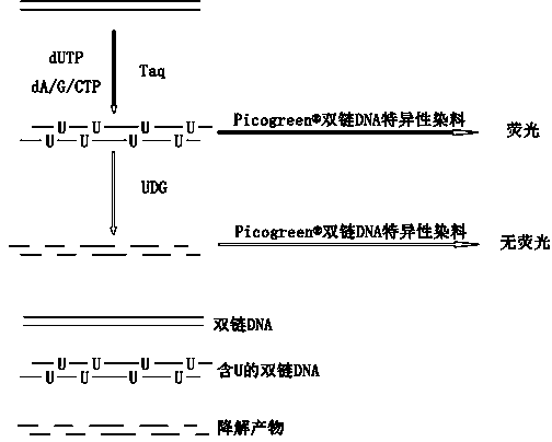 Uracil-DNA glycosylase activity measurement method