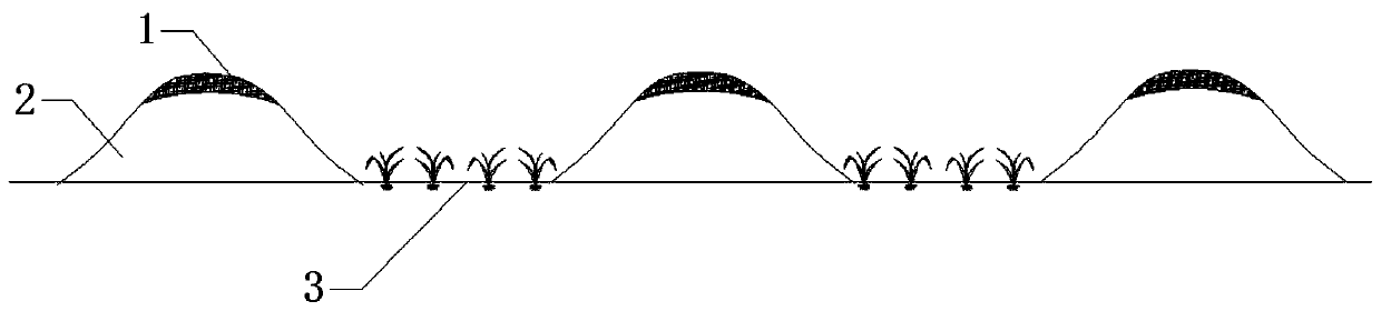 Straw mulching ridge-side (wide) furrow sowing crop cultivation method for dry land