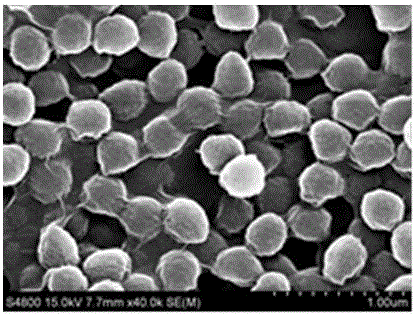 Preparation method and application of magnetic hollow graphene-based composite microsphere material