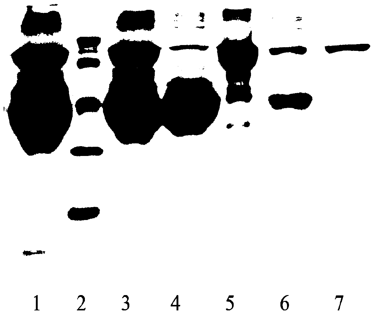 A method for co-preparing ovalbumin and ovotransferrin