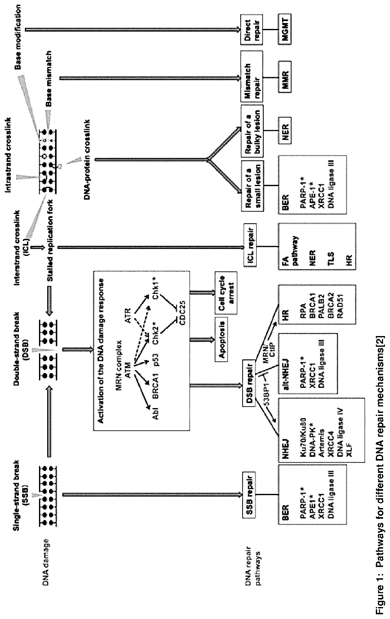 Combination therapy comprising a radiopharmaceutical and a dna-repair inhibitor