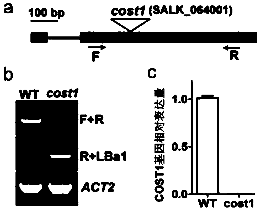 Method for improving plant drought resistance by inhibiting expression of cost1 gene