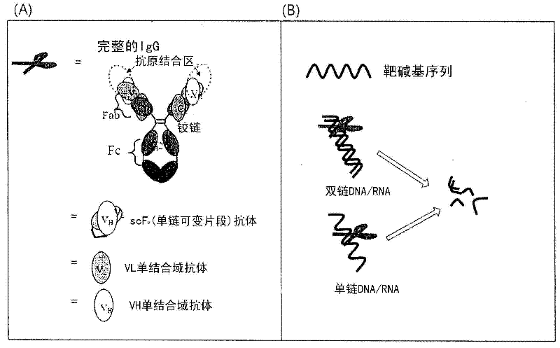 Cell-penetrating, sequence-specific and nucleic acid-hydrolyzing antibody, method for preparing the same and pharmaceutical composition comprising the same