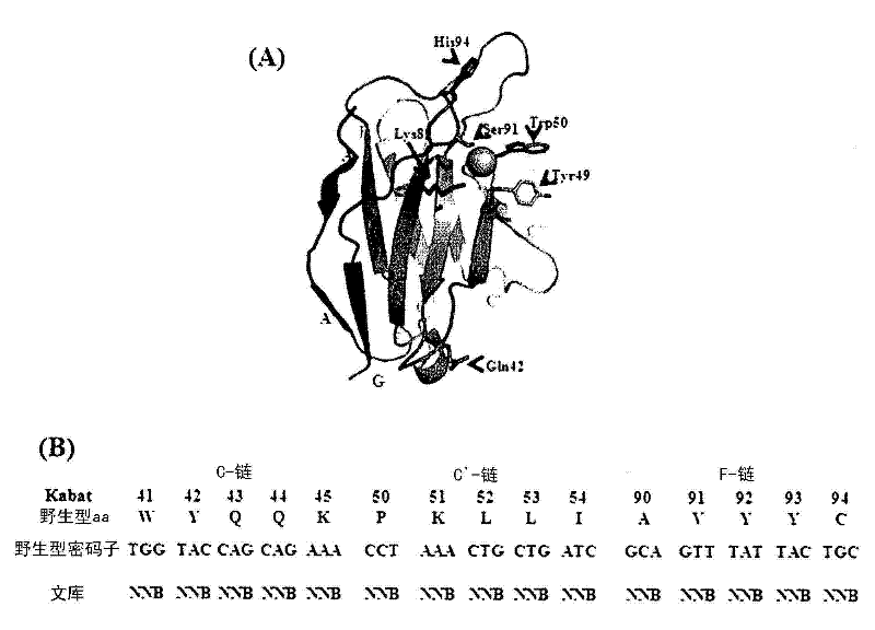 Cell-penetrating, sequence-specific and nucleic acid-hydrolyzing antibody, method for preparing the same and pharmaceutical composition comprising the same