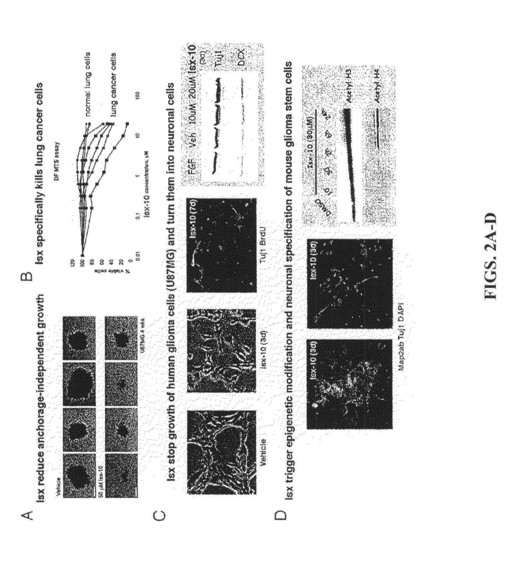 Chemical inducers of neurogenesis