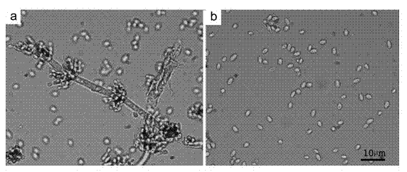 Nomuraea rileyi strain, and application thereof