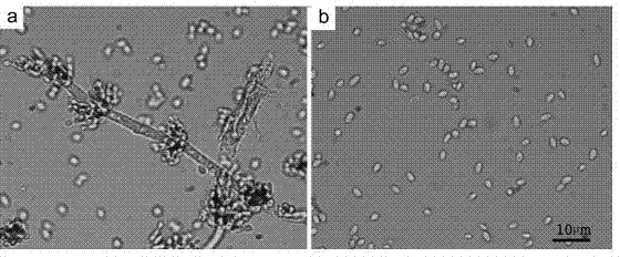 Nomuraea rileyi strain, and application thereof