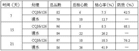 Nomuraea rileyi strain, and application thereof