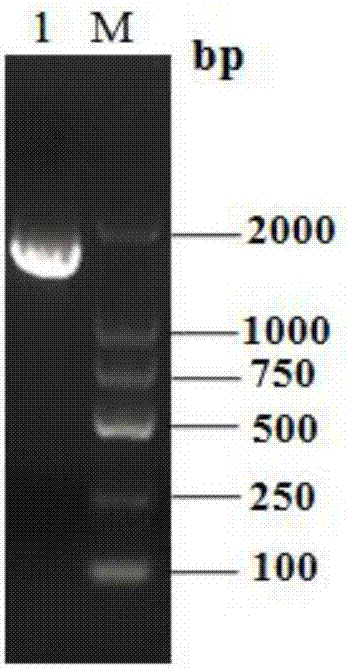 Beta-glucuronidase as well as gene and applications thereof