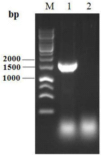 Beta-glucuronidase as well as gene and applications thereof