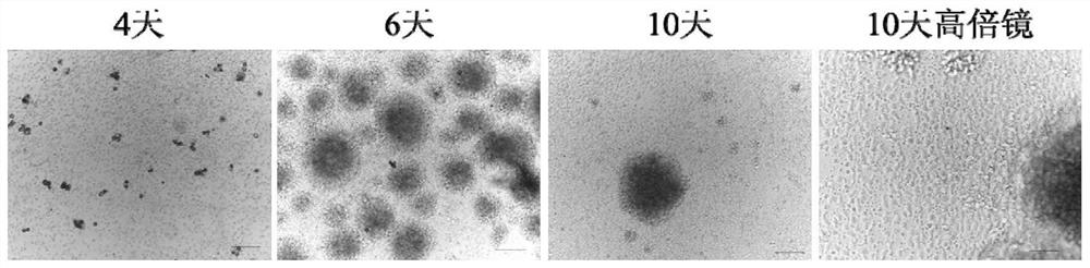 Method for culturing Treg cell