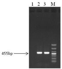 A kind of isolation method of porcine parvovirus