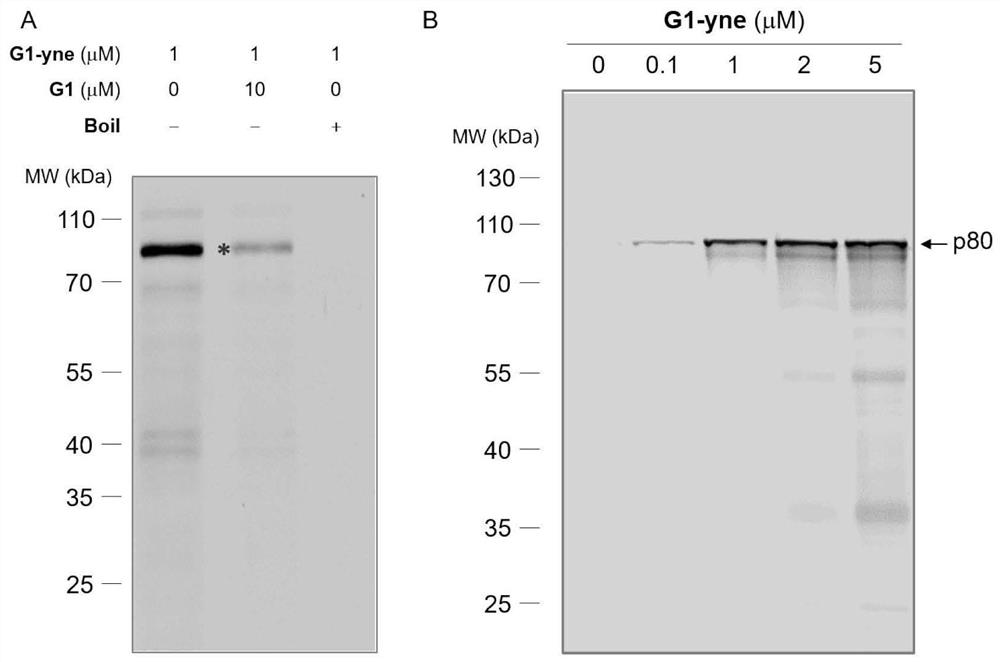 A Molecular Probe for Higher Plant Cobalt-Independent Methionine Synthetase and Its Application